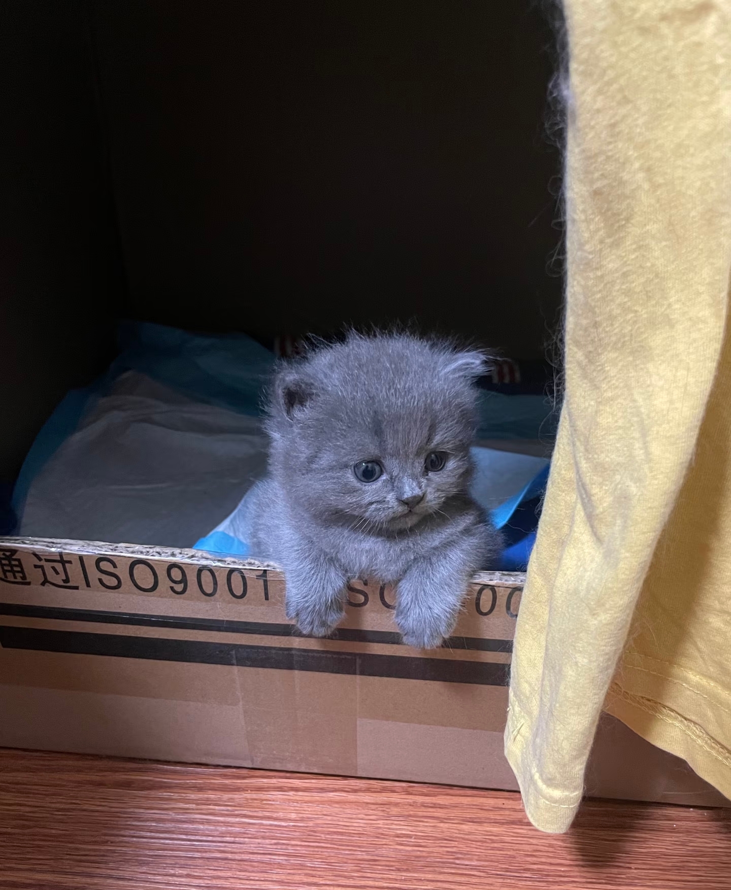 英短蓝猫:圆滚滚的脸蛋，短而厚的毛发, 看起来就是个温柔的小胖子